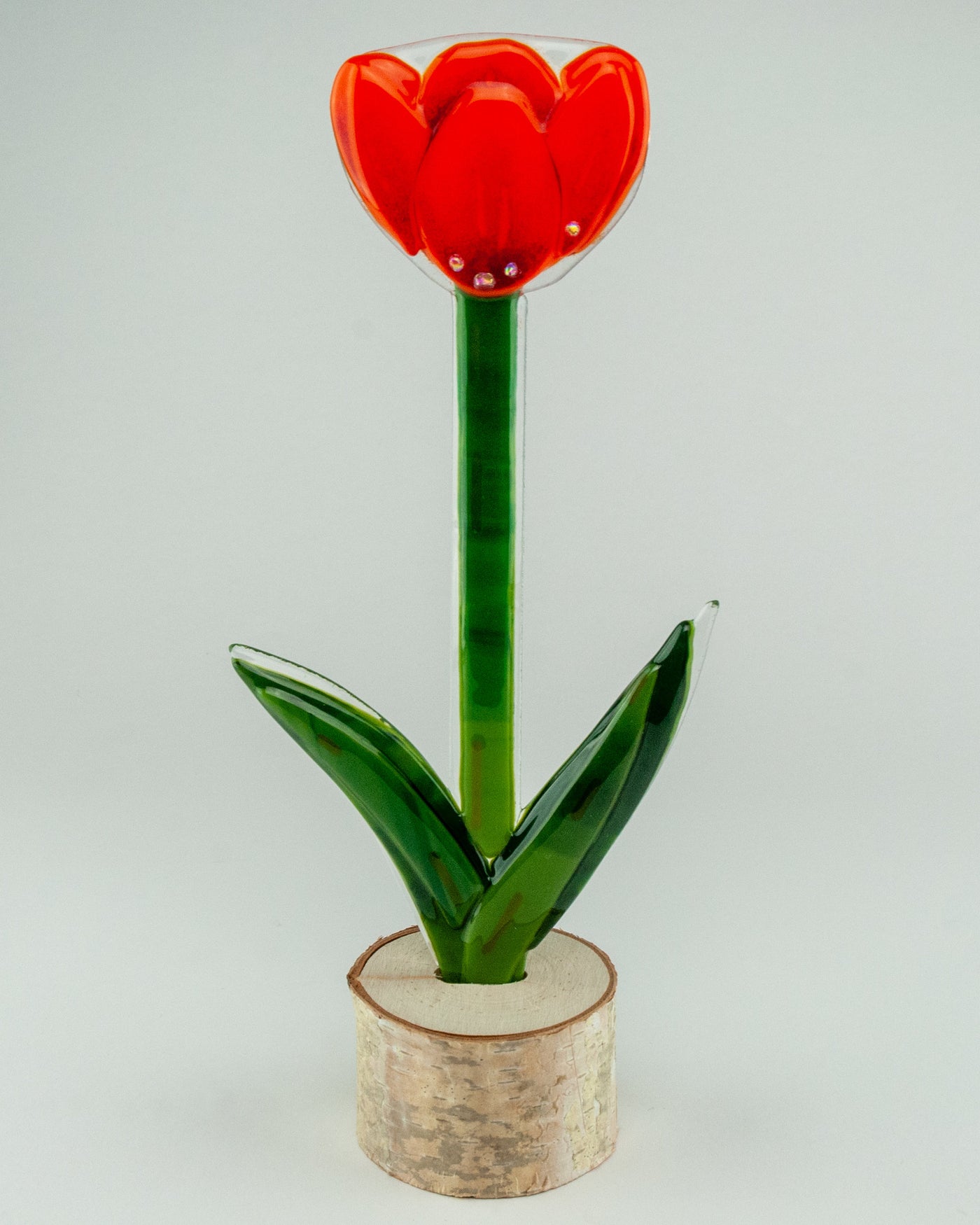 Sunset Open Tulip