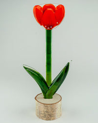 Sunset Open Tulip