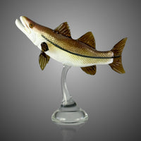 Snook