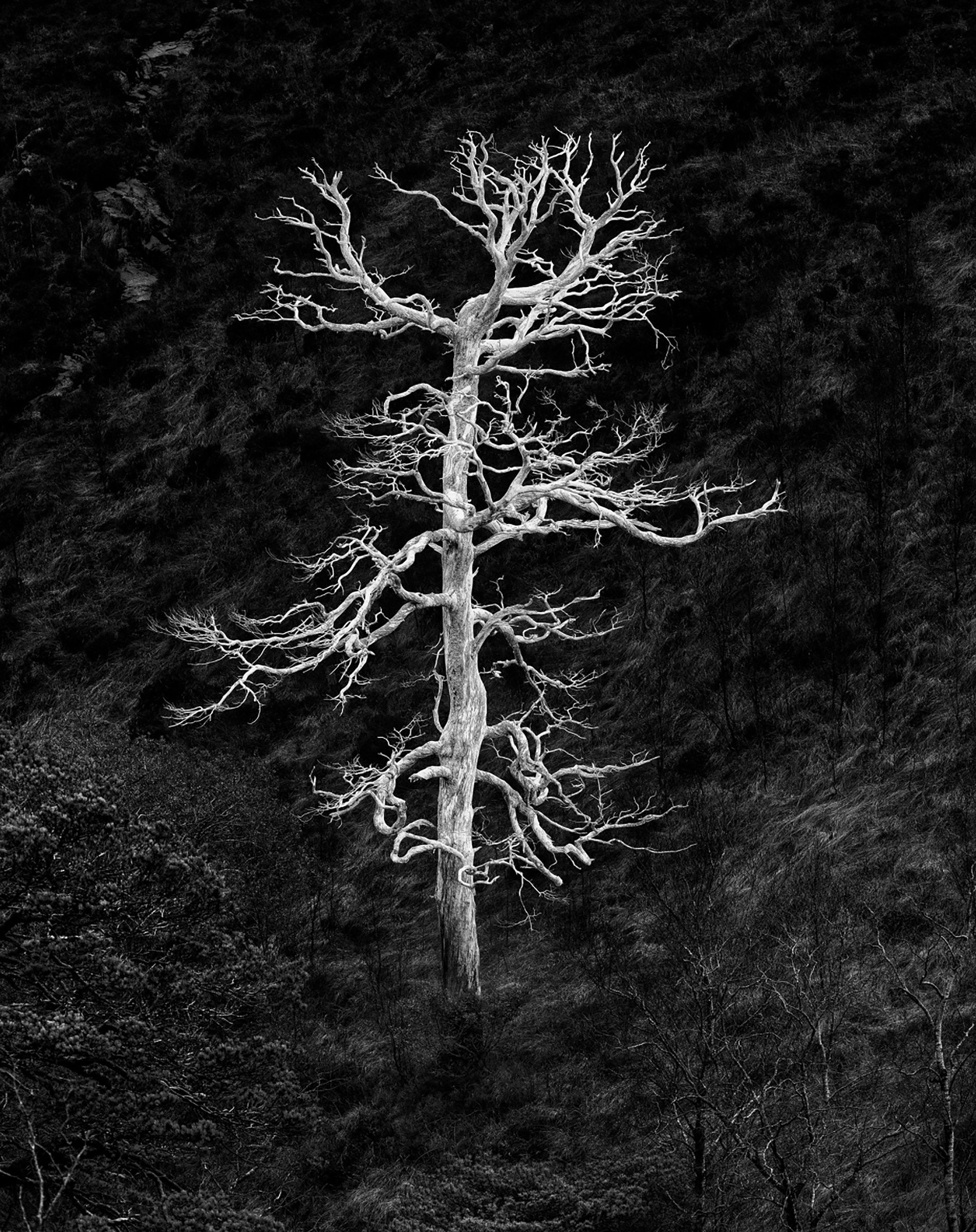 Burning Tree