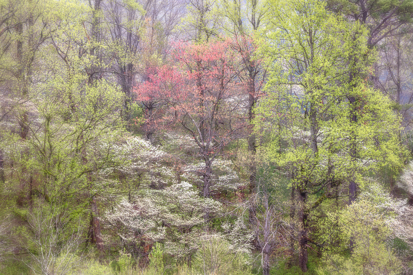 Speaking of Trees