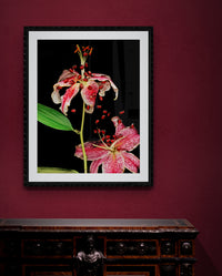 Daylily with Pomegranate Seeds