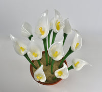 Calla Lily