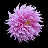 Pink Dahlia Ball