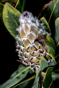 Golden Protea