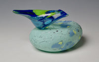 Blue Green Passerine on Rock
