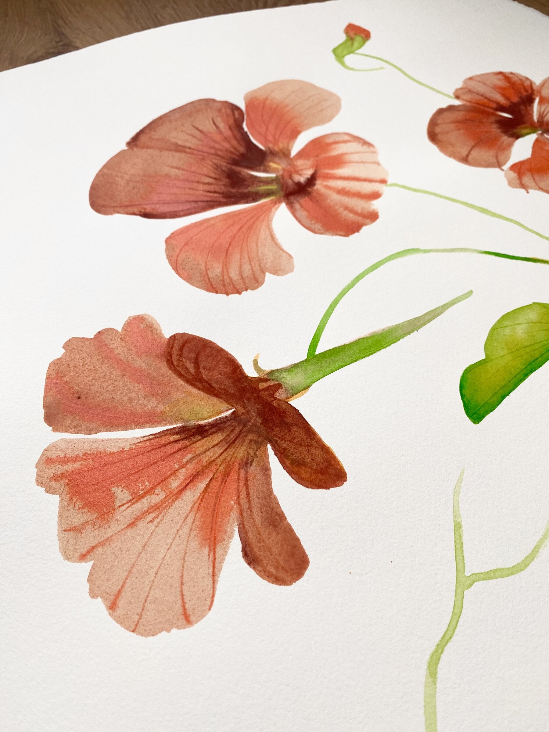 Nasturtium