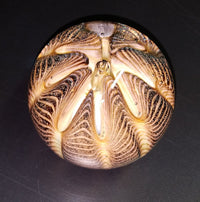 Tiger Urchin