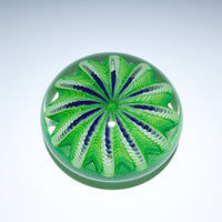 Sea Urchin