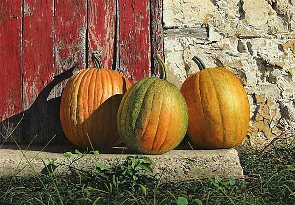 Ripening Pumpkins