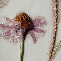 Purple Coneflower & Fountain Grass Tile