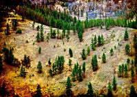 Forest Rebirth, Yellowstone