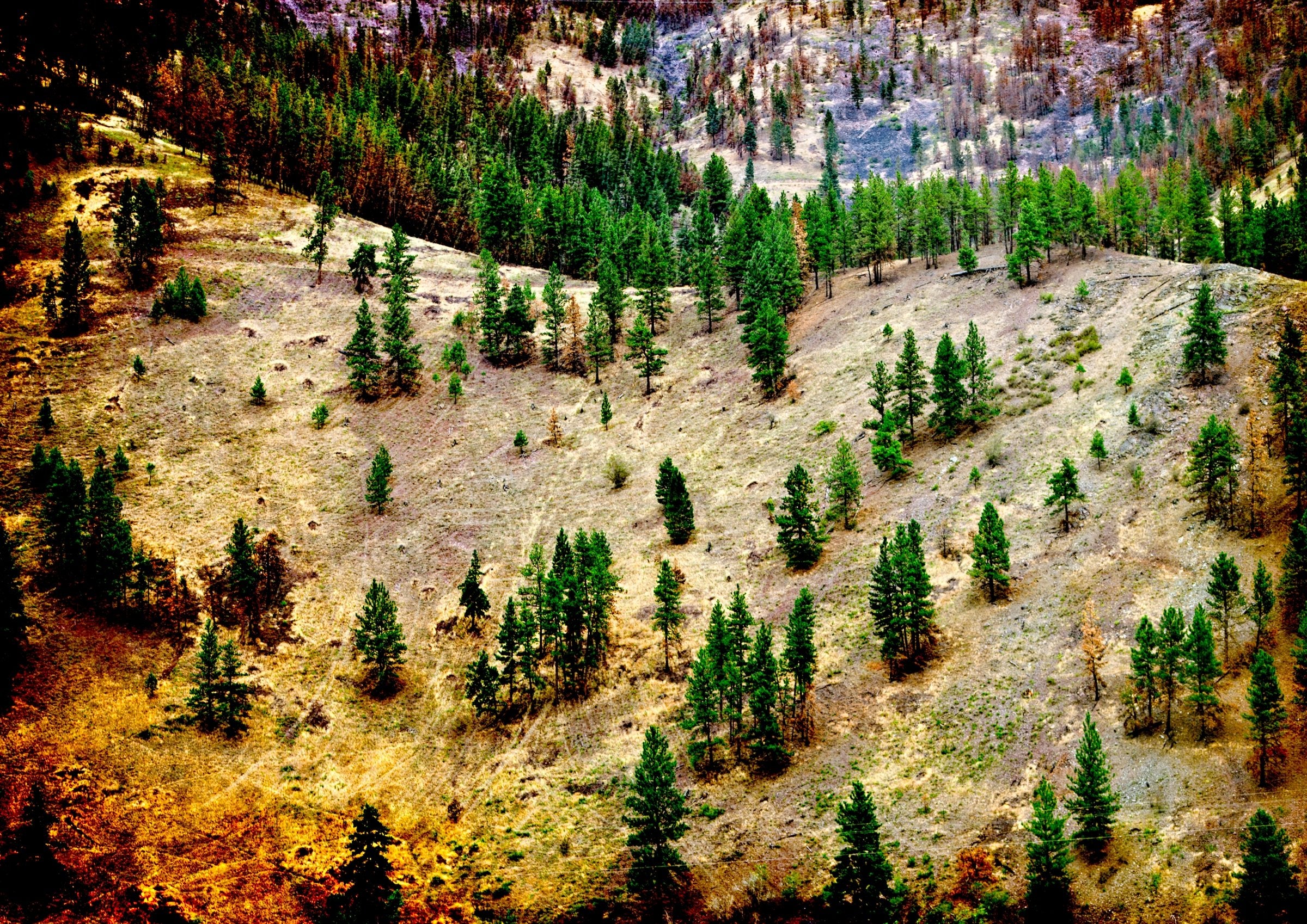 Forest Rebirth, Yellowstone
