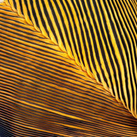 Black/Gold