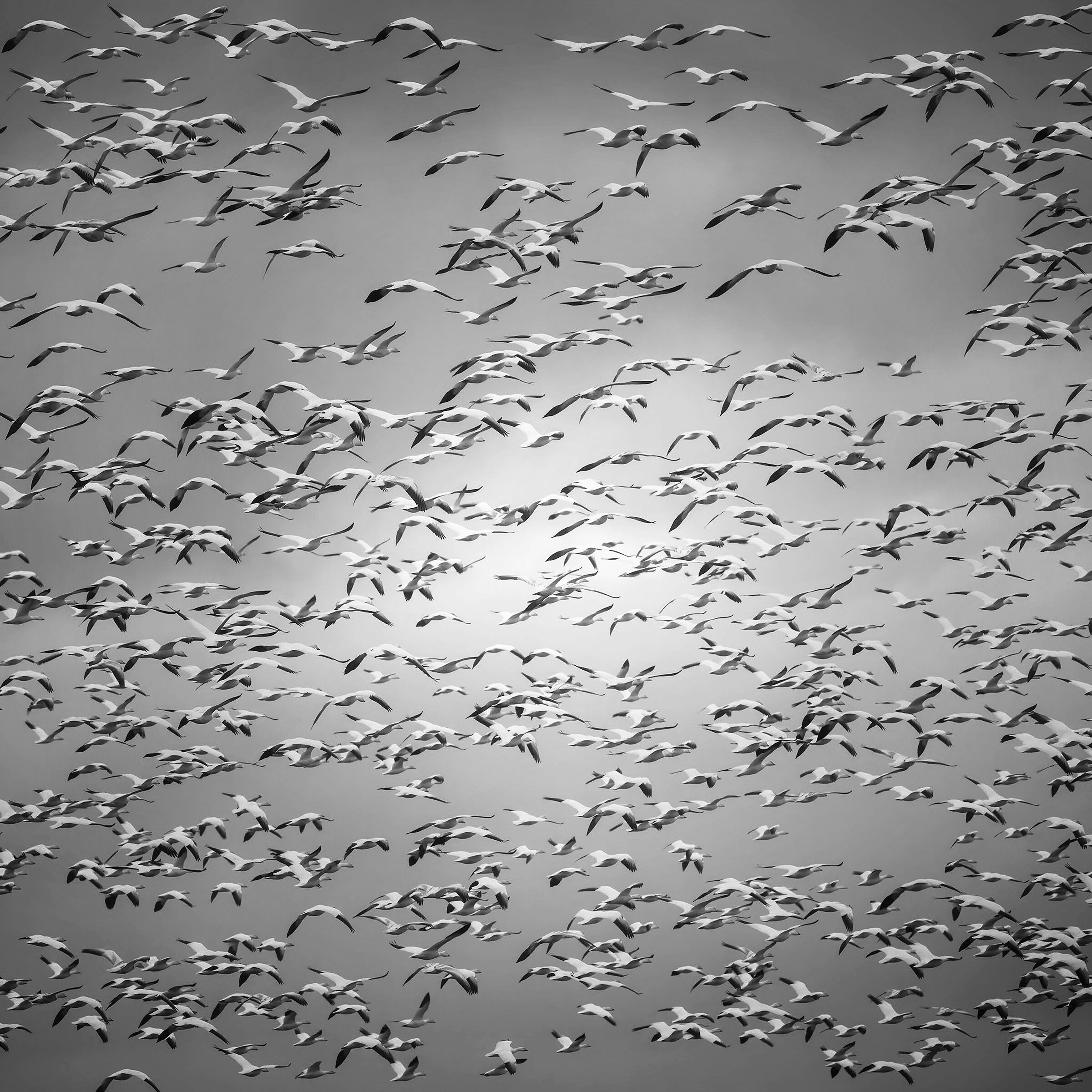 Snow Geese, Washington