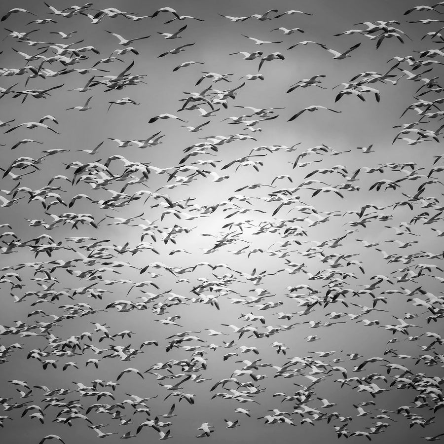 Snow Geese, Washington