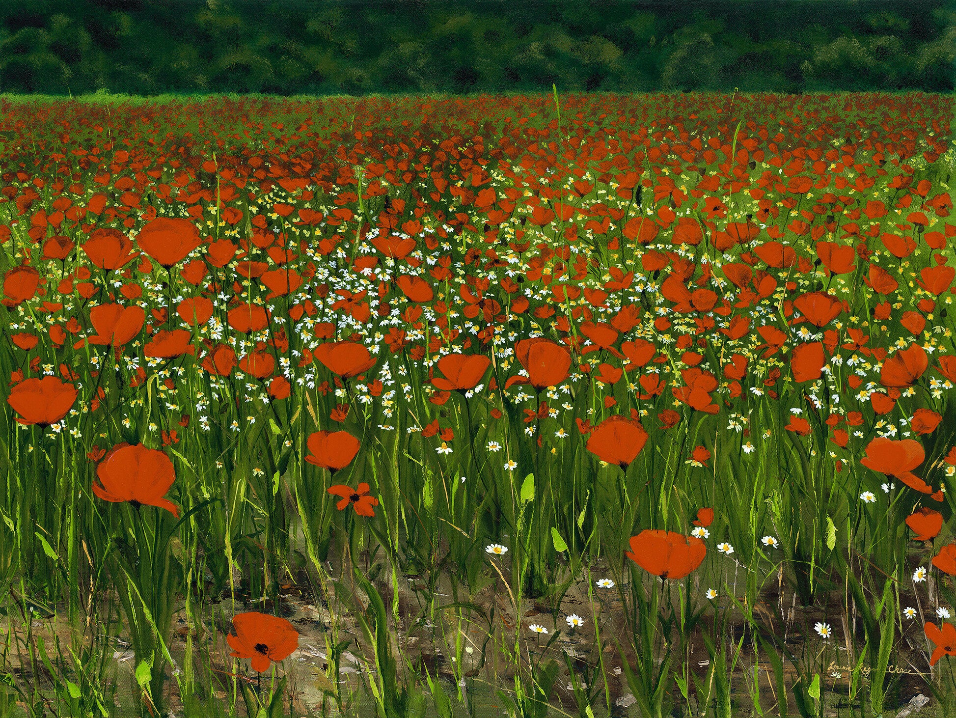 Poppies Provence
