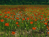 Poppies Provence
