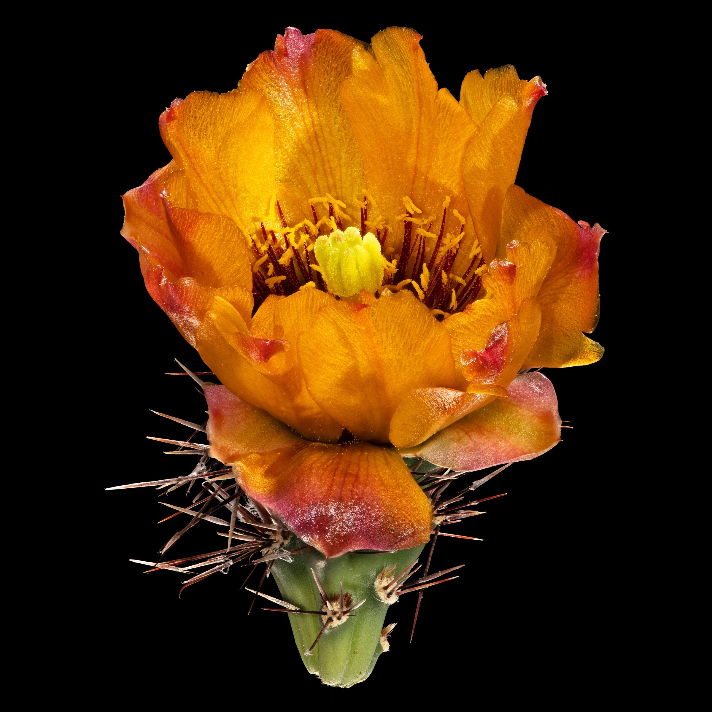 Orange Blossom Special | Photo by Carolyn Thome