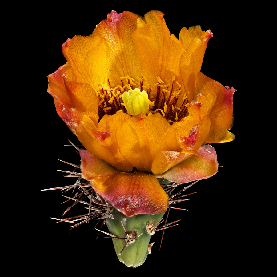 Orange Blossom Special | Photo by Carolyn Thome