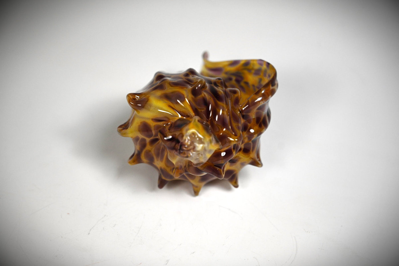 Small Leopard Shell