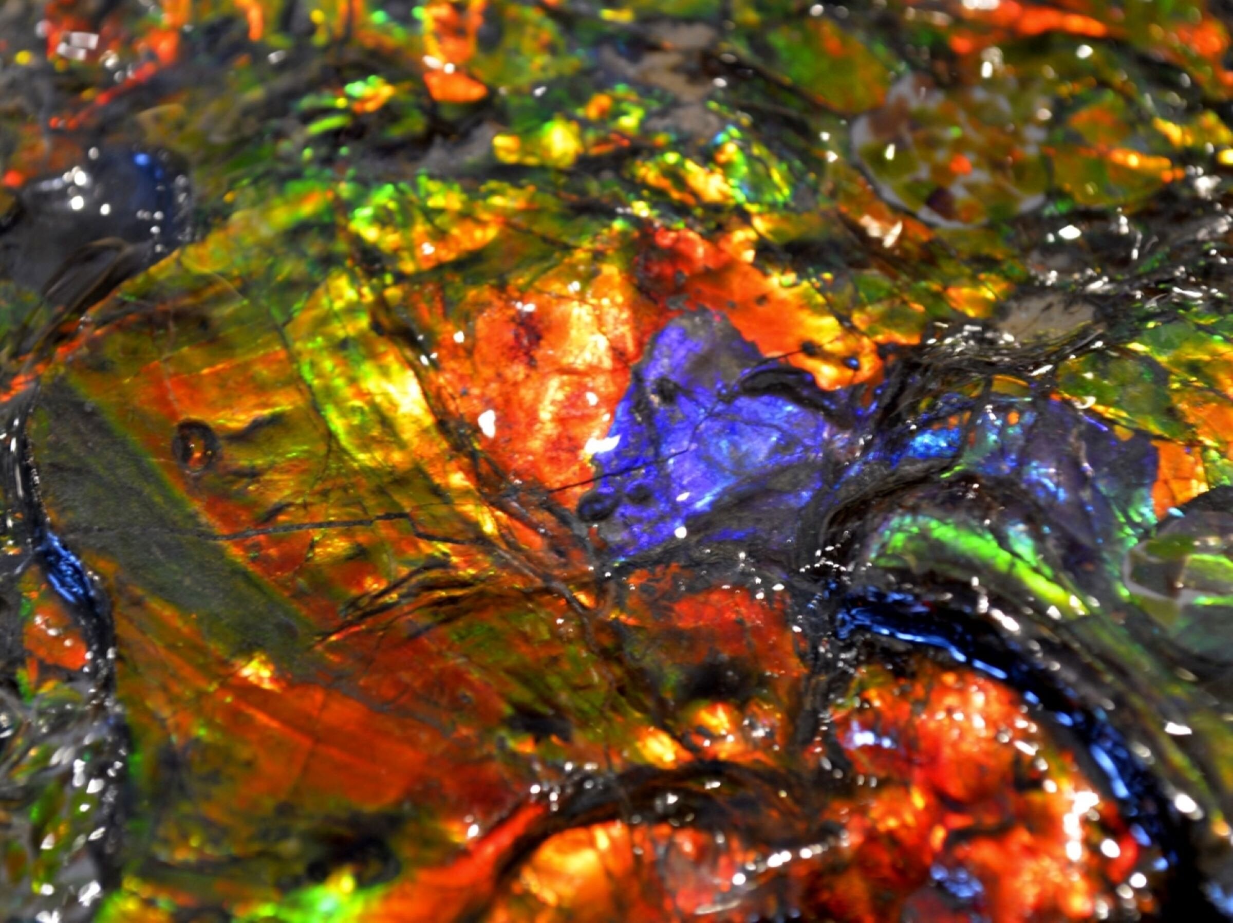 Ammolite 3