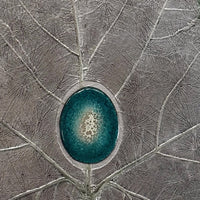 Sycamore