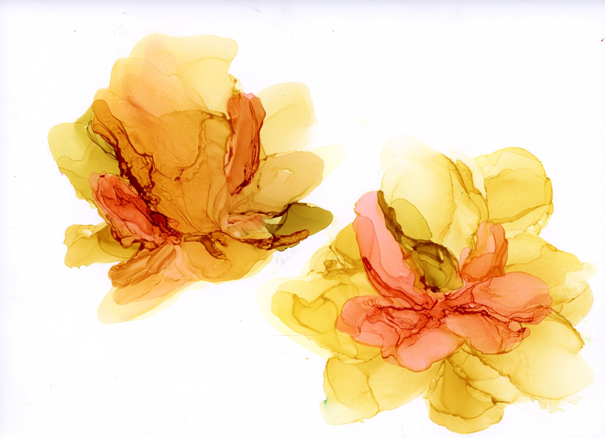Saffron Blooms