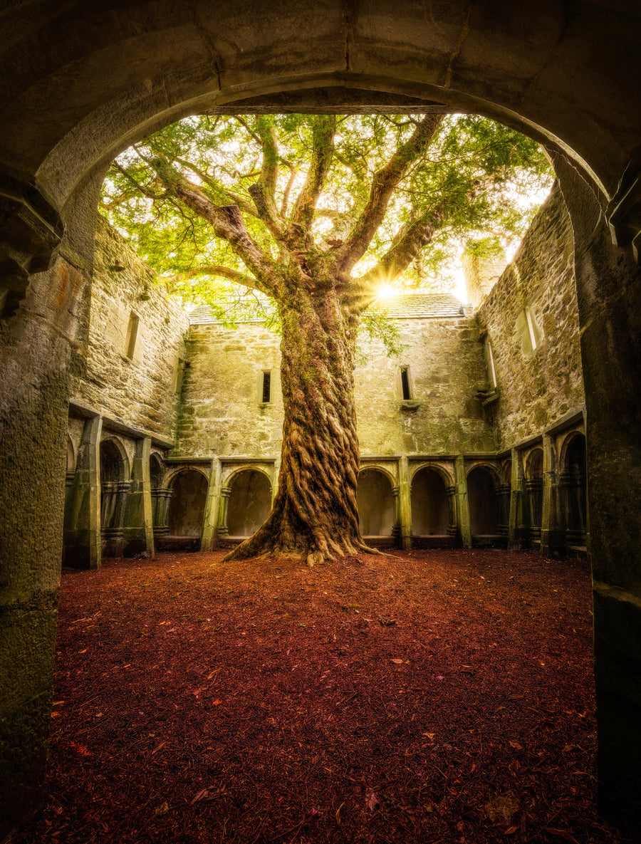 Muckross Abbey Tree of Life | Photo by Matt Anderson Photography