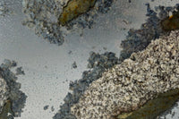 Meander 32