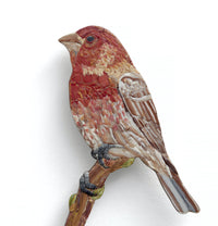 House Finch