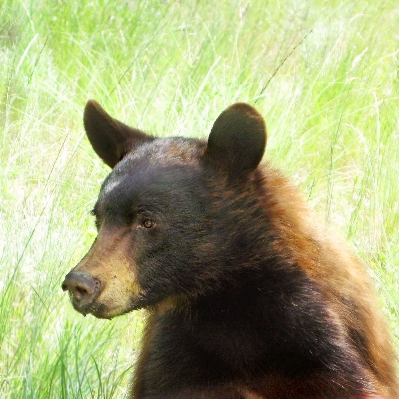 Healing Bear