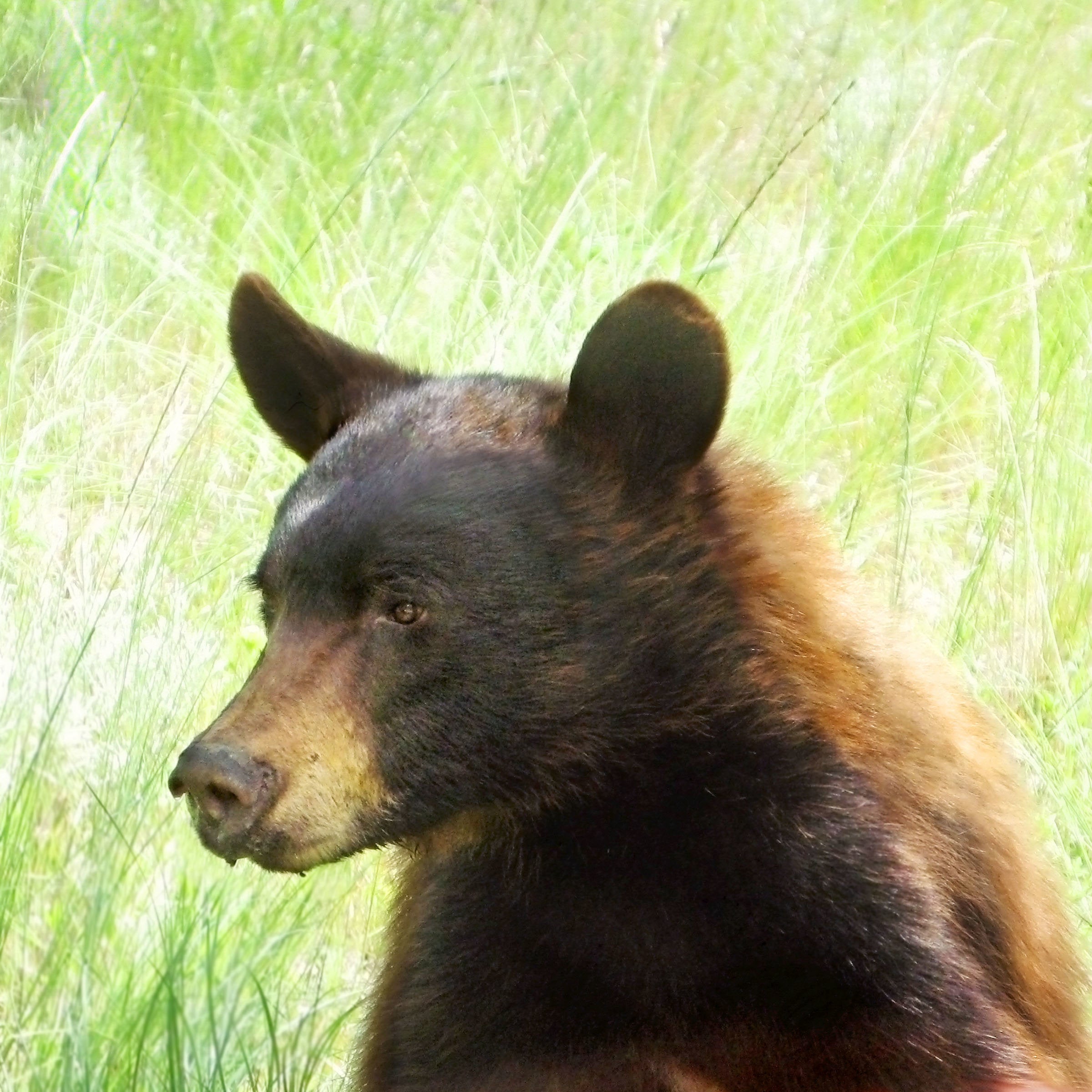 Healing Bear