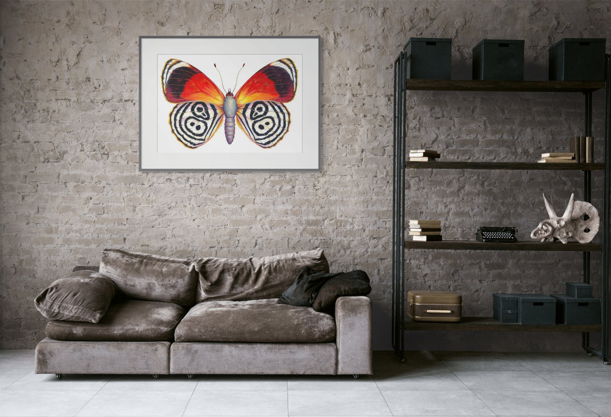 Cramer's 88 Butterfly