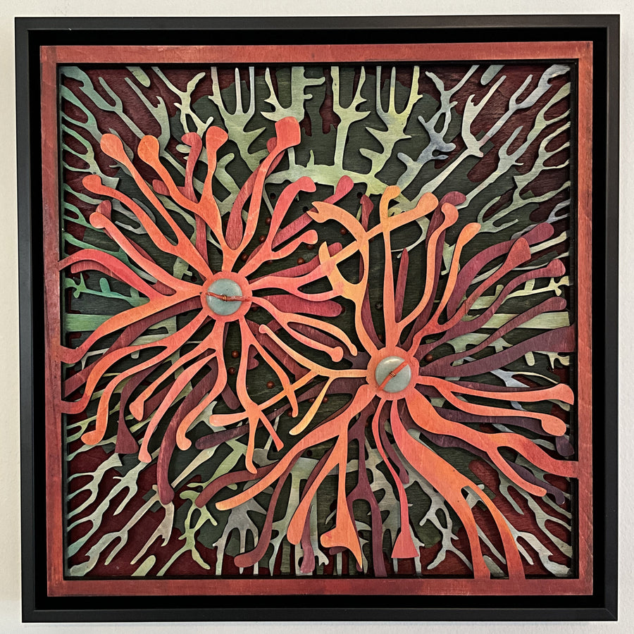 Peach Spider Mums