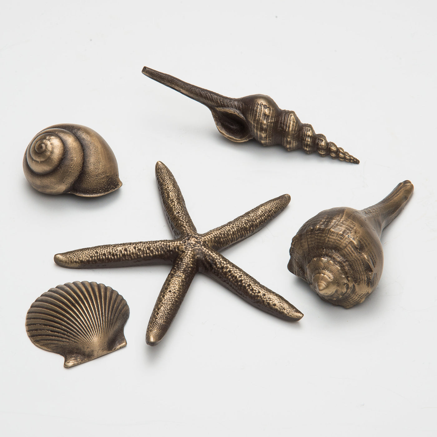 Sea Shells