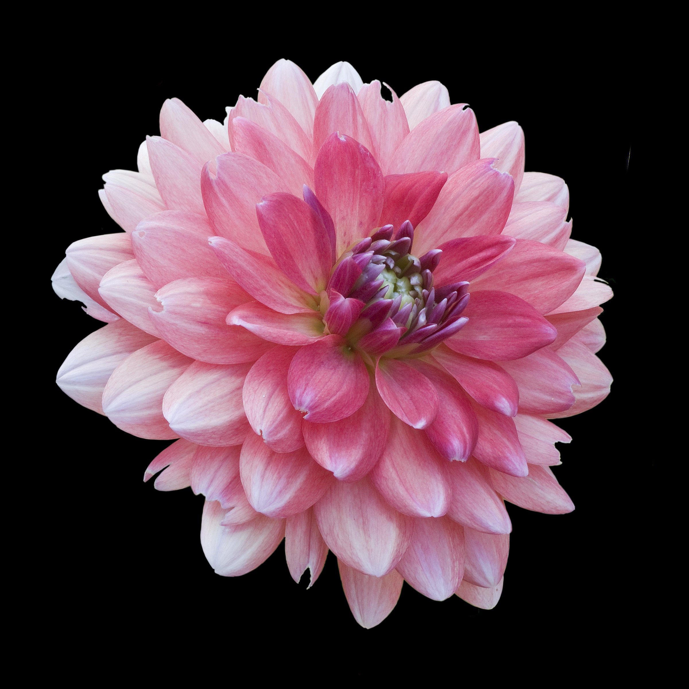 Pink and White Dahlia
