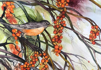 Bittersweet, Robin, and Cedar Waxwing