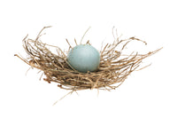 Blue Egg and Nest | Photo by Carolyn Thome