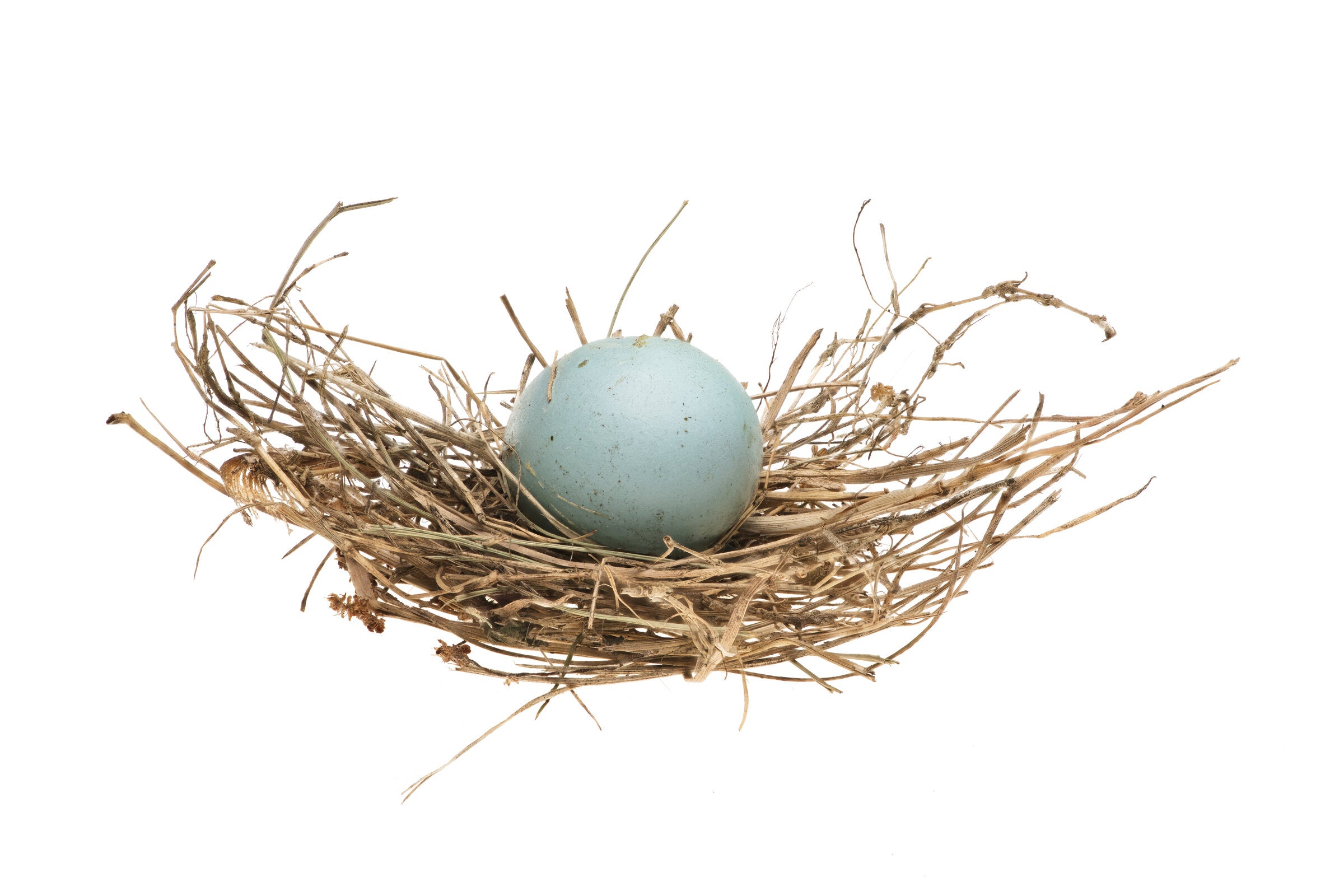 Blue Egg and Nest | Photo by Carolyn Thome