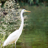 Majestic One