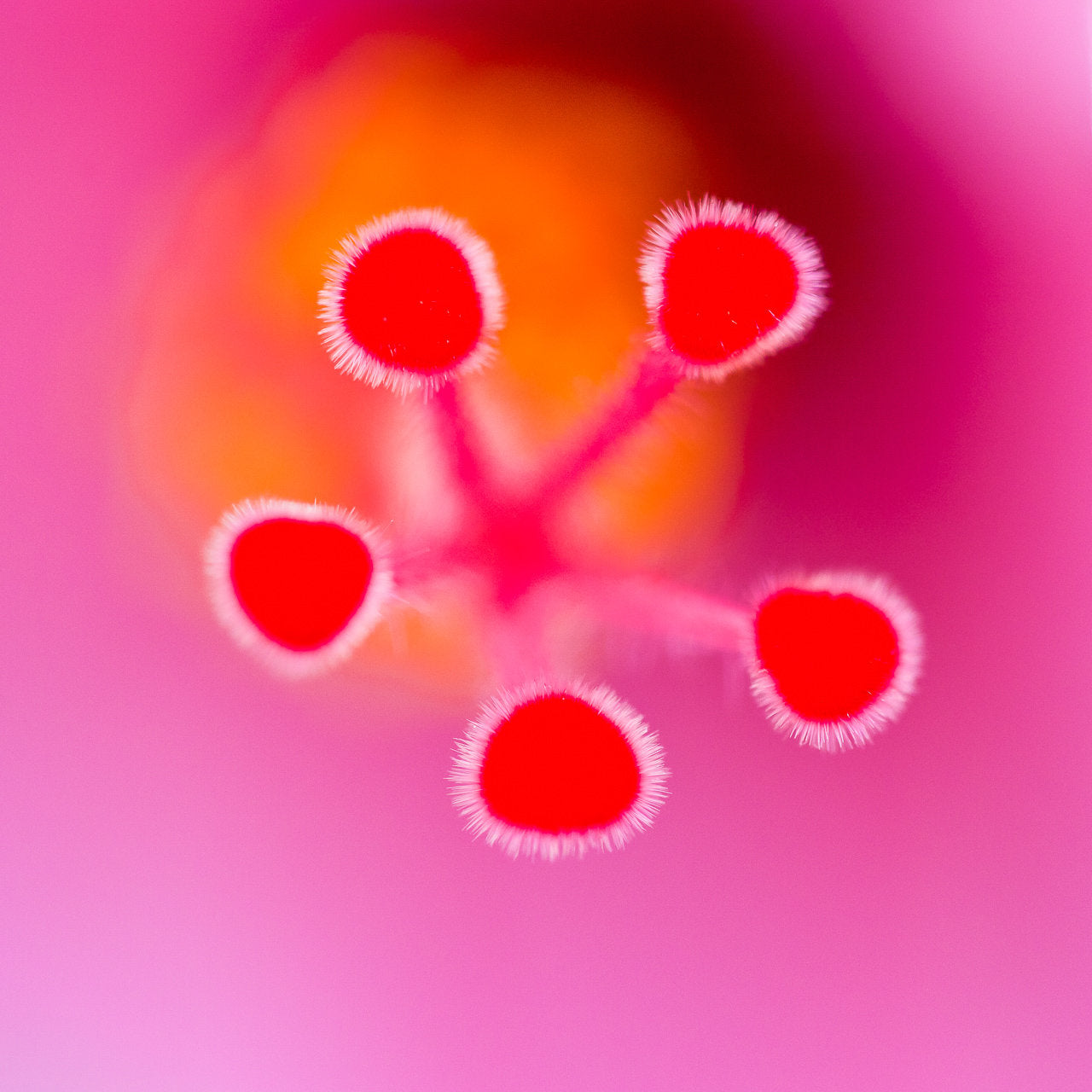 Secret Life of Plants
