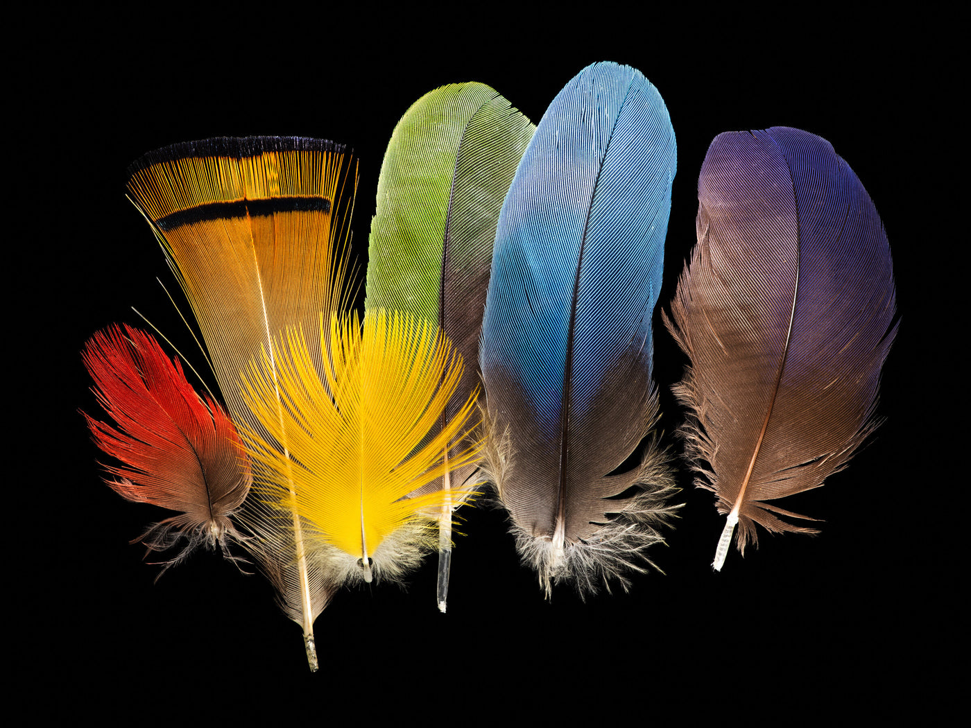 Rainbow | Photo by Carolyn Thome