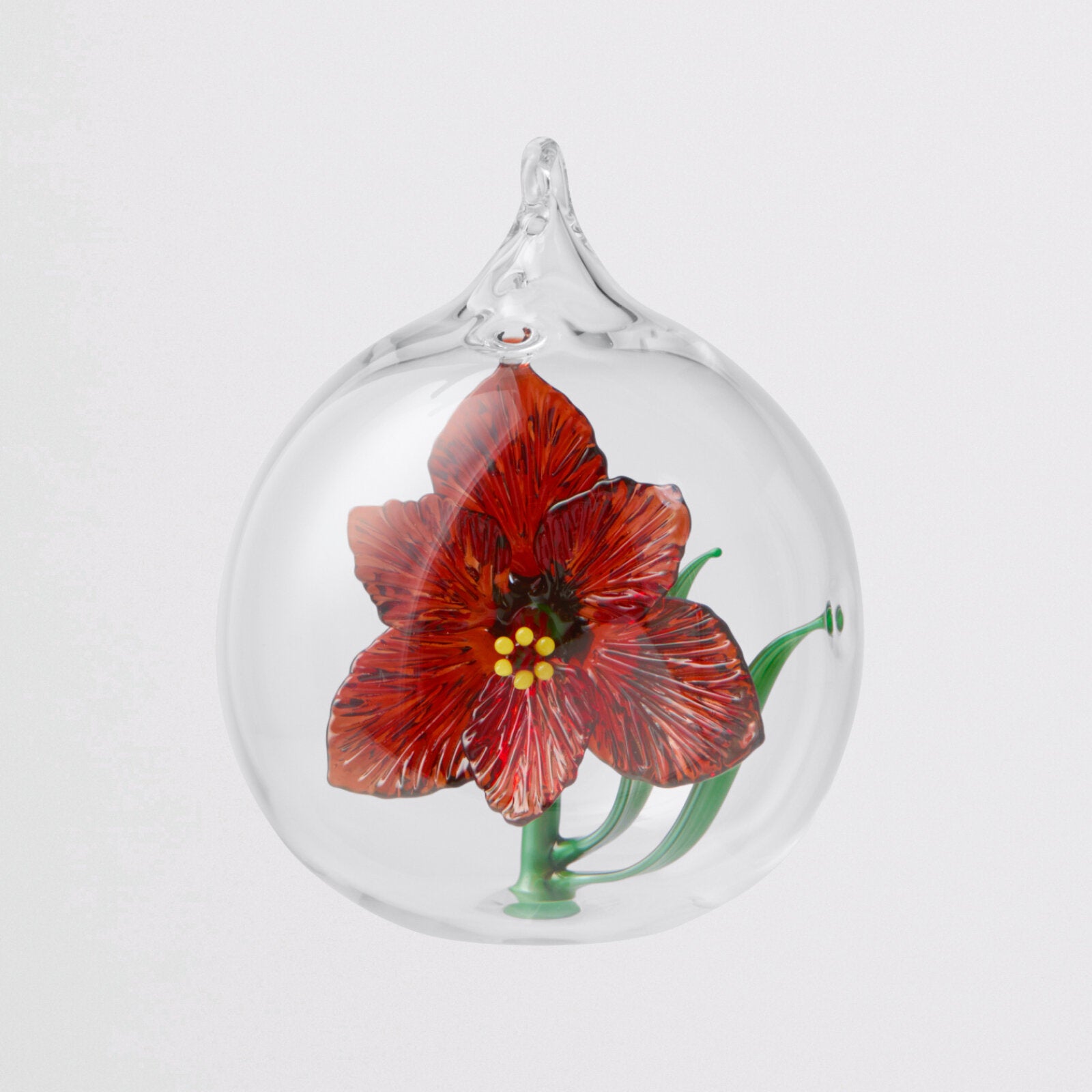Crimson Amaryllis