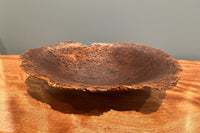Gimlet Eucalyptus Burl