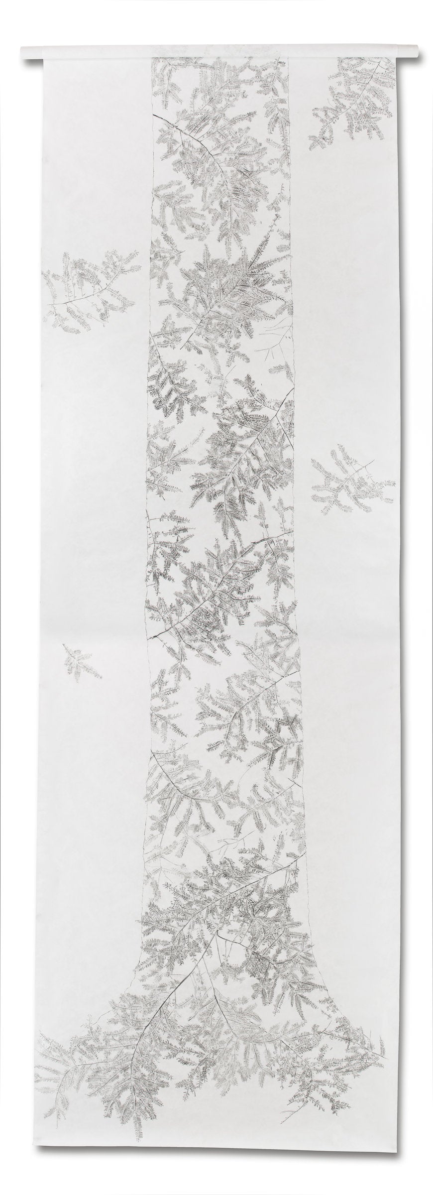Eastern Hemlock