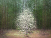 Dogwood Symphony