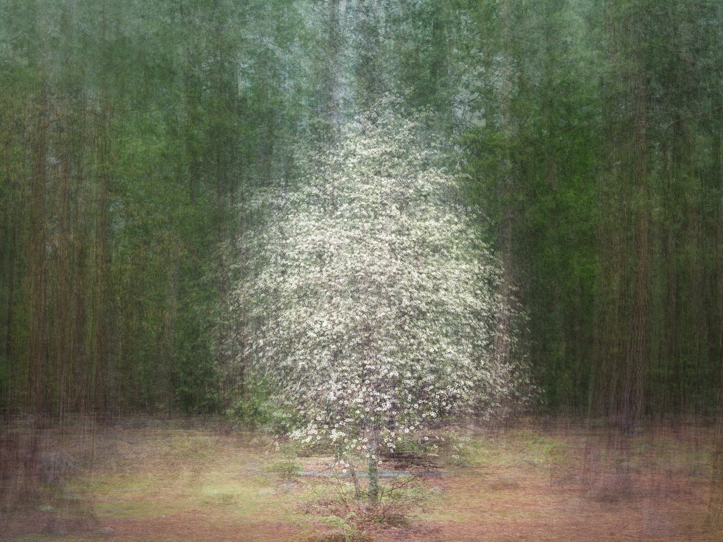 Dogwood Symphony