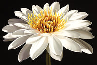 Water Blossom