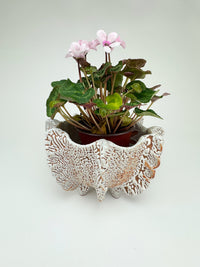 Reef II